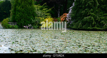 Rhododendron Baum Strauch Sträucher Teich See Lilie bedeckt Altamont Gärten Carlow Irland Stockfoto