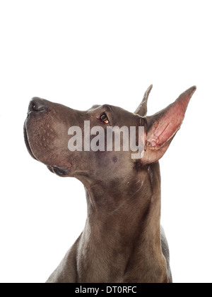 Deutsche Dogge nachschlagen mit kupierten Ohren auf weißem Hintergrund Stockfoto