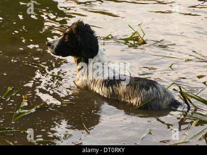 Schwarz / weiß Springer Spaniel genießen Sonnenuntergang Schwimmen im Fluß Avon Stockfoto