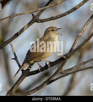 Die Cetti Warbler Cettia cetti Stockfoto