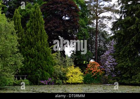 Rhododendron Baum Strauch Sträucher Teich See Lilie bedeckt Altamont Gärten Carlow Irland Stockfoto