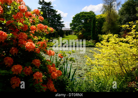 Rhododendron Baum Strauch Sträucher Teich See Lilie bedeckt Altamont Gärten Carlow Irland Stockfoto