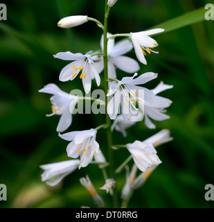 Anthericum Liliago große weiße Blume Blumen Blüte St Bernards Lilie Blütenstand Rispe Spitze Turmspitze Staude Stockfoto