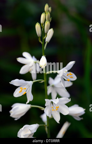 Anthericum Liliago große weiße Blume Blumen Blüte St Bernards Lilie Blütenstand Rispe Spitze Turmspitze Staude Stockfoto