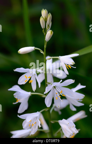 Anthericum Liliago große weiße Blume Blumen Blüte St Bernards Lilie Blütenstand Rispe Spitze Turmspitze Staude Stockfoto