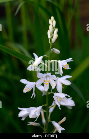 Anthericum Liliago große weiße Blume Blumen Blüte St Bernards Lilie Blütenstand Rispe Spitze Turmspitze Staude Stockfoto