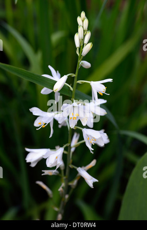 Anthericum Liliago große weiße Blume Blumen Blüte St Bernards Lilie Blütenstand Rispe Spitze Turmspitze Staude Stockfoto