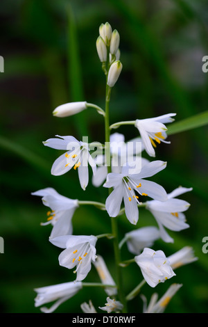 Anthericum Liliago große weiße Blume Blumen Blüte St Bernards Lilie Blütenstand Rispe Spitze Turmspitze Staude Stockfoto