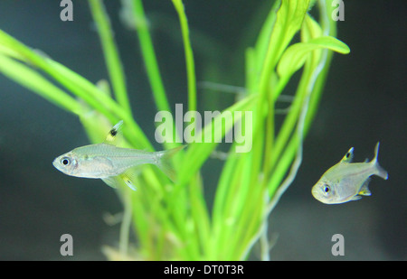 Pristella Maxillaris allgemein bekannt als die goldene Pristella Tetra oder X-Ray Tetra in einem Aquarium-Rahmen Stockfoto