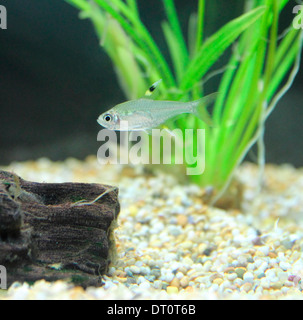 Pristella Maxillaris allgemein bekannt als die goldene Pristella Tetra oder X-Ray Tetra in einem Aquarium-Rahmen Stockfoto