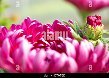 Chrysanthemen, manchmal auch als Mütter oder Chrysanths, sind blühende Pflanzen der Gattung Chrysanthemum in der Familie Asteraceae. Stockfoto