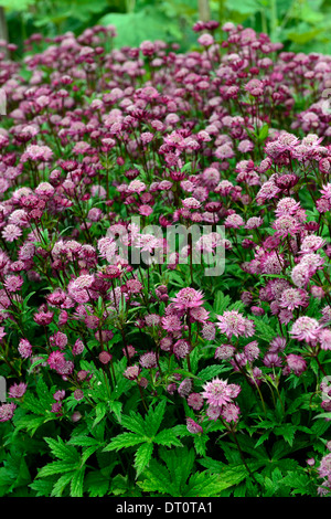 Astrantia große Hadspen Blood Masterworts rote maroon Blume Blumen Blüte Stauden dunkel rosa Schatten schattige schattigen Garten Stockfoto