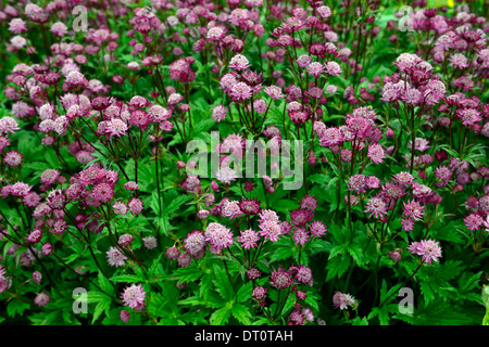 Astrantia große Hadspen Blood Masterworts rote maroon Blume Blumen Blüte Stauden dunkel rosa Schatten schattige schattigen Garten Stockfoto