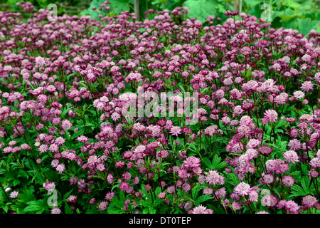 Astrantia große Hadspen Blood Masterworts rote maroon Blume Blumen Blüte Stauden dunkel rosa Schatten schattige schattigen Garten Stockfoto