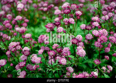 Astrantia große Hadspen Blood Masterworts rote maroon Blume Blumen Blüte Stauden dunkel rosa Schatten schattige schattigen Garten Stockfoto