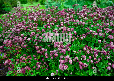 Astrantia große Hadspen Blood Masterworts rote maroon Blume Blumen Blüte Stauden dunkel rosa Schatten schattige schattigen Garten Stockfoto