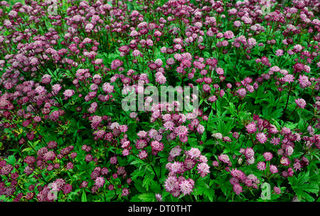 Astrantia große Hadspen Blood Masterworts rote maroon Blume Blumen Blüte Stauden dunkel rosa Schatten schattige schattigen Garten Stockfoto