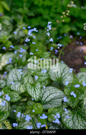 Brunnera Jack Frost Blau Blumen Blume Blüte Wald Schatten liebende mehrjährige Blatt Laub bunt grün weißen Bugloss Stockfoto