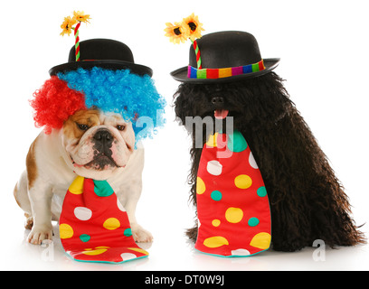 Clowns - englische Bulldogge und Puli gekleidet wie Clowns auf weißem Hintergrund Stockfoto