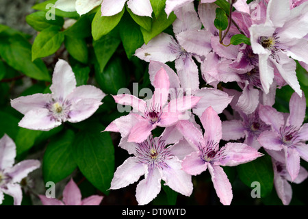 Clematis Hagley Hybrid altrosa rosa Blüten Kletterer Klettern Sträucher grüne Laub Blätter Nahaufnahme Pflanzenportraits Stockfoto