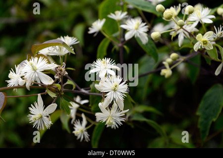 Clematis Tibetana Var Vernayi weißen Samen Köpfe Sommer blühenden Blumen Kletterer Klettern Pflanze Kletterer Stockfoto