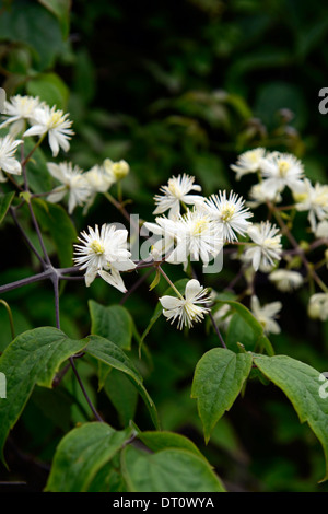 Clematis Tibetana Var Vernayi weißen Samen Köpfe Sommer blühenden Blumen Kletterer Klettern Pflanze Kletterer Stockfoto