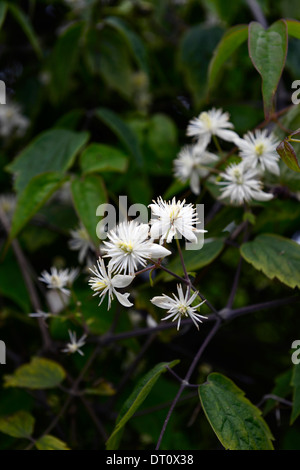 Clematis Tibetana Var Vernayi weißen Samen Köpfe Sommer blühenden Blumen Kletterer Klettern Pflanze Kletterer Stockfoto