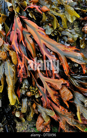 Blase Wrack oder Blasentang Braunalge Fucus Vesicolosus, Fucaceae, Nordsee, Carrick, Donegal, Irland Stockfoto