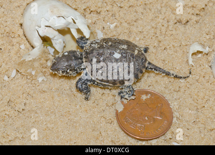 Europäischen Teich Schildkröte mit zwei Pence Münze & Ei bleibt (Emys Orbicularis) Sequenz 20 (von 20) Stockfoto