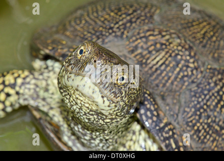 Europäischen Teich Schildkröte männlich Nahaufnahme (Emys Orbicularis) Stockfoto