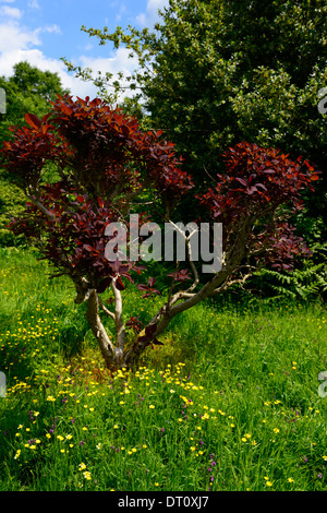 Cotinus Gnade Rauch Busch dunkle Blätter Laub Laubbaum Bäume Zierpflanzen Stockfoto