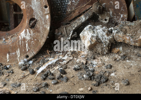 Schleiereule (Tyto Alba) Pellets und Kot auf der Tenne. Stockfoto