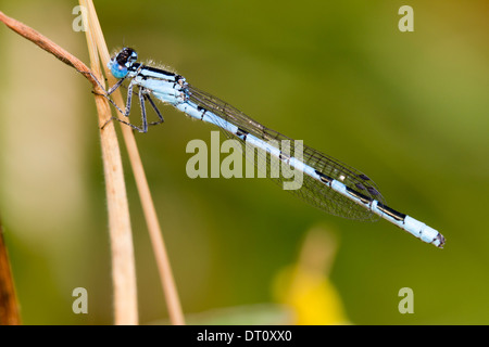 Männliche gemeinsame blue Damselfly, Enallagma cyathigerum Stockfoto