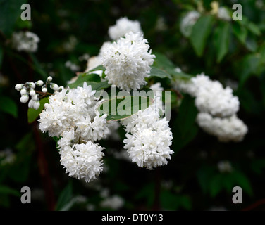 Deutzie X magnifica weiße Blüten Blume Blüte Frühling Strauch Sträucher grüne Blätter Laub deutzias Stockfoto