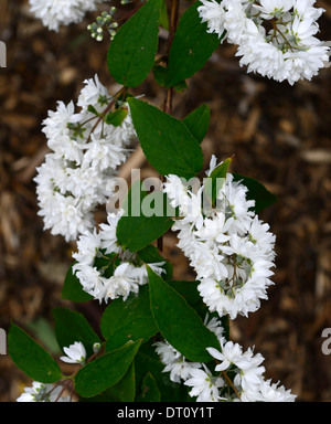 Deutzie X magnifica weiße Blüten Blume Blüte Frühling Strauch Sträucher grüne Blätter Laub deutzias Stockfoto