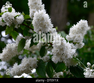 Deutzie X magnifica weiße Blüten Blume Blüte Frühling Strauch Sträucher grüne Blätter Laub deutzias Stockfoto