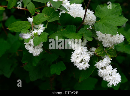 Deutzie X magnifica weiße Blüten Blume Blüte Frühling Strauch Sträucher grüne Blätter Laub deutzias Stockfoto