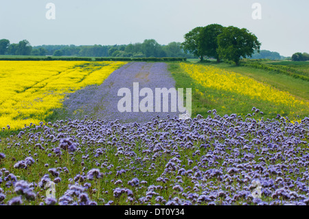 Phacelia für Spiel Zwischenfrucht angebaut. Stockfoto