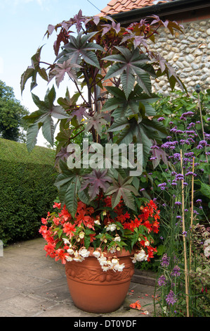 Wunderbaumes, (Ricinus Communis) im Topf. Stockfoto