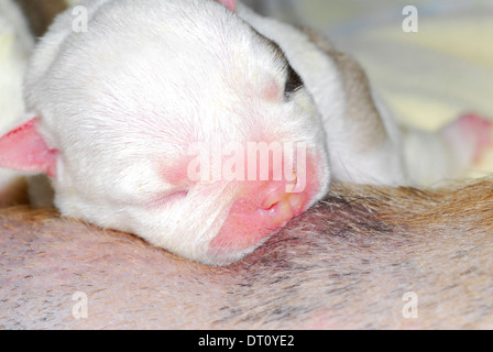 Welpen-Pflege - ein Tag alte englische Bulldogge Welpen Pflege Stockfoto