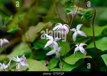 Epimedium Youngianum Roseum Frühling weiß rosa Blumen Blüte zierliche Laub Blätter Wachstum Bodendecker Pflanze Pflanzen Stockfoto