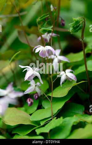 Epimedium Youngianum Roseum Frühling weiß rosa Blumen Blüte zierliche Laub Blätter Wachstum Bodendecker Pflanze Pflanzen Stockfoto