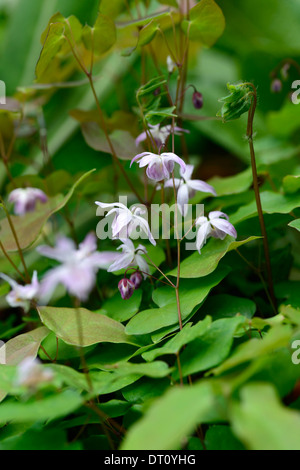 Epimedium Youngianum Roseum Frühling weiß rosa Blumen Blüte zierliche Laub Blätter Wachstum Bodendecker Pflanze Pflanzen Stockfoto