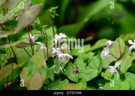 Epimedium Youngianum Roseum Frühling weiß rosa Blumen Blüte zierliche Laub Blätter Wachstum Bodendecker Pflanze Pflanzen Stockfoto