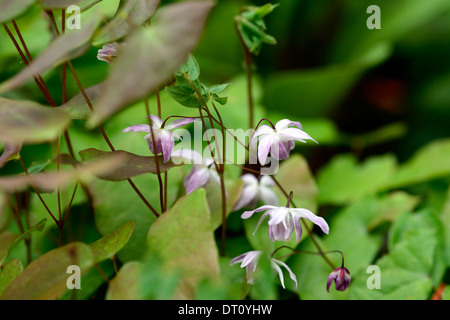 Epimedium Youngianum Roseum Frühling weiß rosa Blumen Blüte zierliche Laub Blätter Wachstum Bodendecker Pflanze Pflanzen Stockfoto