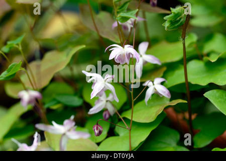 Epimedium Youngianum Roseum Frühling weiß rosa Blumen Blüte zierliche Laub Blätter Wachstum Bodendecker Pflanze Pflanzen Stockfoto