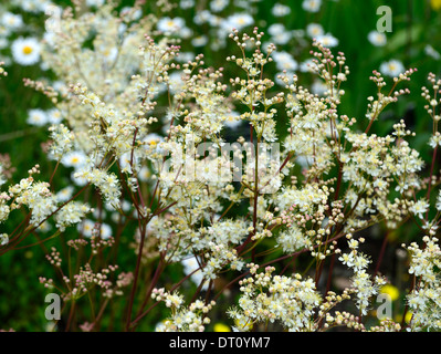 Filipendula Vulgaris asiatische weiße Blume Blumen Blüte mehrjährige wild native Wiese Feld Gartenpflanze Stockfoto