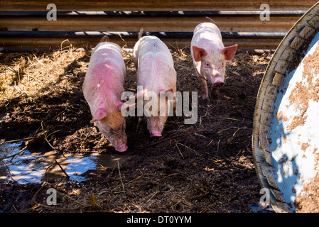 Drei Schweine in schlammigen Stift Stockfoto