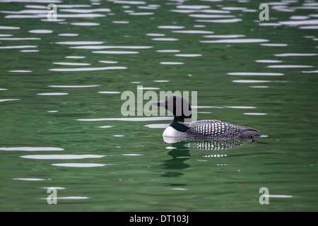 Gemeinsamen Loon in einem Alaskan-See im Sommer. Stockfoto