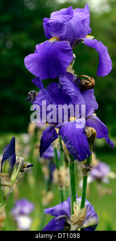 Iris blau Admiral Bartiris Germanica deutsche Iris Seerosengewächse dunkle blaue Farbe Farbe Blüte Blume Blüte Stockfoto